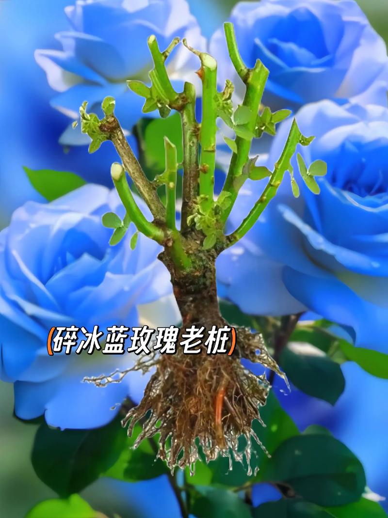11只星辰大海鲜花花语(星辰大海玫瑰花)-第6张图片-花花知道网 11只星辰大海鲜花花语(星辰大海玫瑰花)-第6张图片-花花知道网