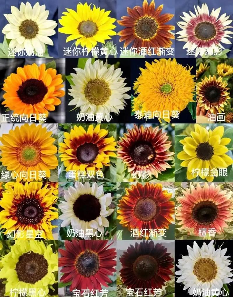 30支鲜花寓意(鲜花33支代表什么)-第2张图片-花花知道网 30支鲜花寓意(鲜花33支代表什么)-第2张图片-花花知道网