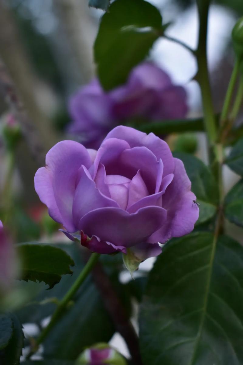 友情鲜花花语(表达友情的鲜花是什么鲜花)-第1张图片-花花知道网 友情鲜花花语(表达友情的鲜花是什么鲜花)-第1张图片-花花知道网