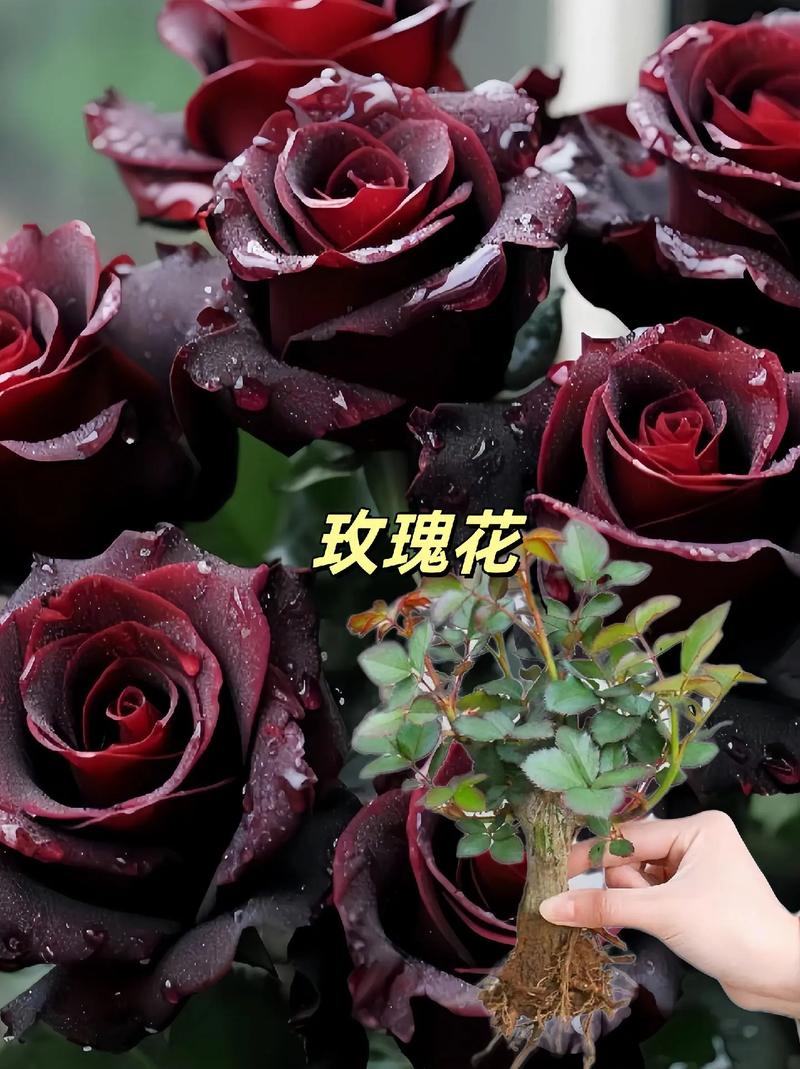 99朵黑玫瑰鲜花花束寓意(99朵玫瑰花黑色包装)-第4张图片-花花知道网 99朵黑玫瑰鲜花花束寓意(99朵玫瑰花黑色包装)-第4张图片-花花知道网