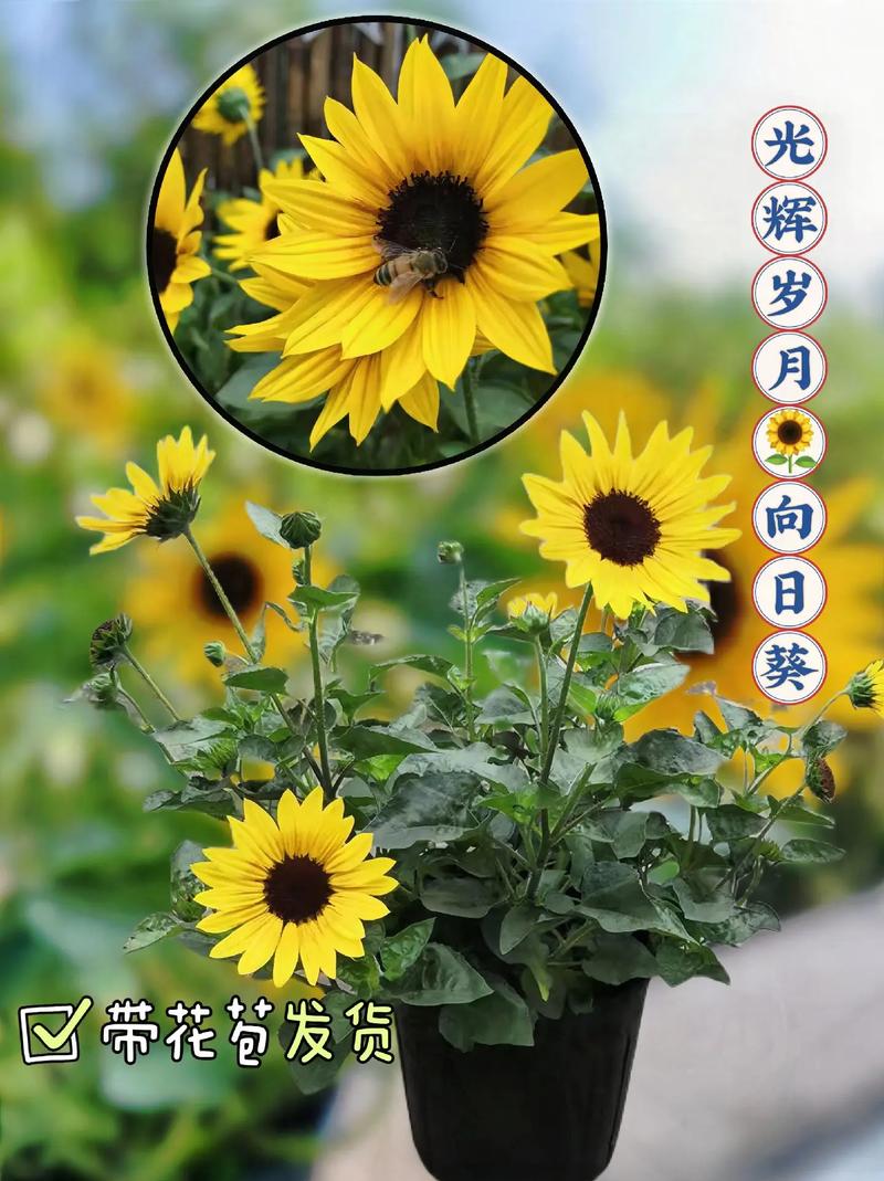 1朵向日葵鲜花花束寓意(向日葵一支花束)-第6张图片-花花知道网 1朵向日葵鲜花花束寓意(向日葵一支花束)-第6张图片-花花知道网