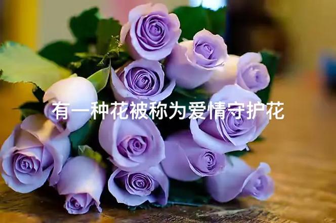 6朵玫瑰鲜花花束寓意是什么(6朵玫瑰代表什么意思玫瑰花)-第4张图片-花花知道网 6朵玫瑰鲜花花束寓意是什么(6朵玫瑰代表什么意思玫瑰花)-第4张图片-花花知道网