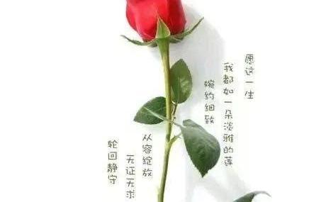 爱自己送自己鲜花花语(爱自己送自己鲜花花语怎么说)-第2张图片-花花知道网 爱自己送自己鲜花花语(爱自己送自己鲜花花语怎么说)-第2张图片-花花知道网