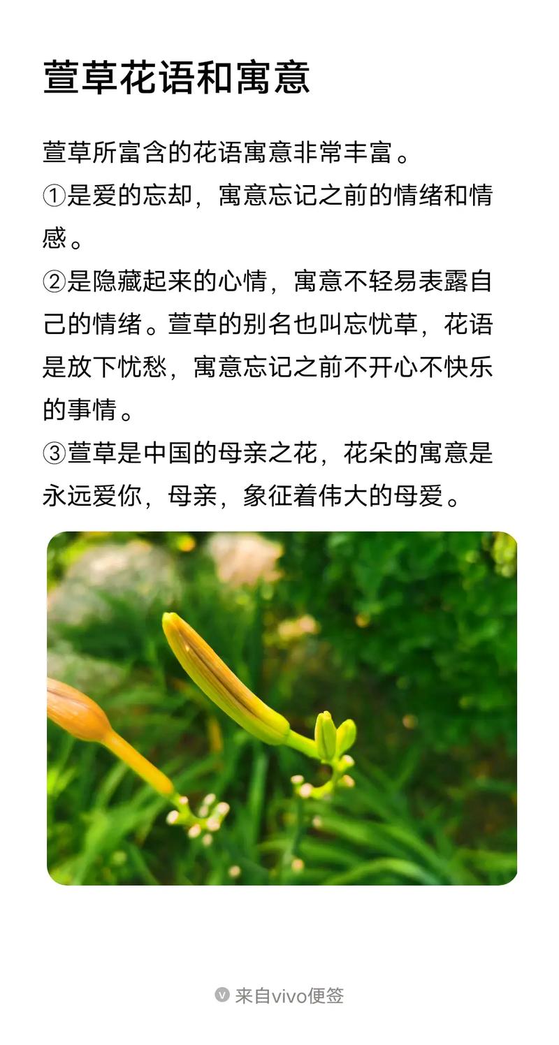 母亲鲜花花语(母亲节鲜花寓意)-第6张图片-花花知道网 母亲鲜花花语(母亲节鲜花寓意)-第6张图片-花花知道网