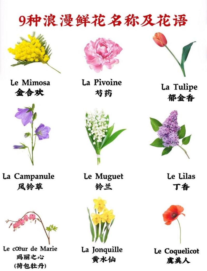 鲜花花语和花名任劳任怨(我想查一下各种鲜花的花语)-第3张图片-花花知道网 鲜花花语和花名任劳任怨(我想查一下各种鲜花的花语)-第3张图片-花花知道网