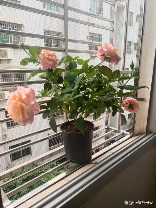 朱小姐鲜花花语(罗马尼亚卫生部长)-第4张图片-花花知道网 朱小姐鲜花花语(罗马尼亚卫生部长)-第4张图片-花花知道网