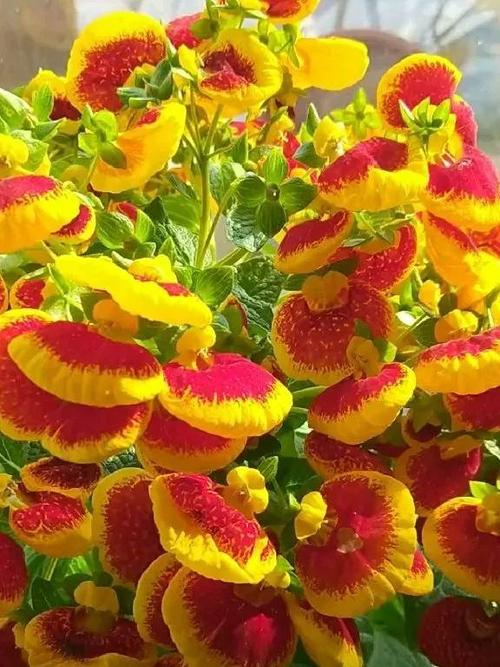 正月送花的讲究（正月送礼送什么）-第5张图片-花花知道网