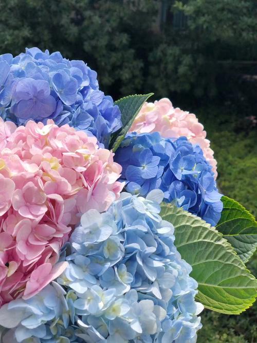 鲜花花束绣球花语和寓意(鲜花绣球的养护方法)-第1张图片-花花知道网 鲜花花束绣球花语和寓意(鲜花绣球的养护方法)-第1张图片-花花知道网