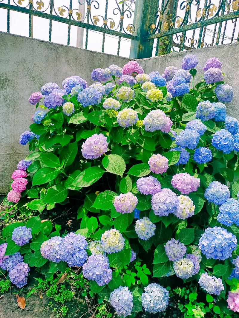 鲜花花束绣球花语和寓意(鲜花绣球的养护方法)-第3张图片-花花知道网 鲜花花束绣球花语和寓意(鲜花绣球的养护方法)-第3张图片-花花知道网