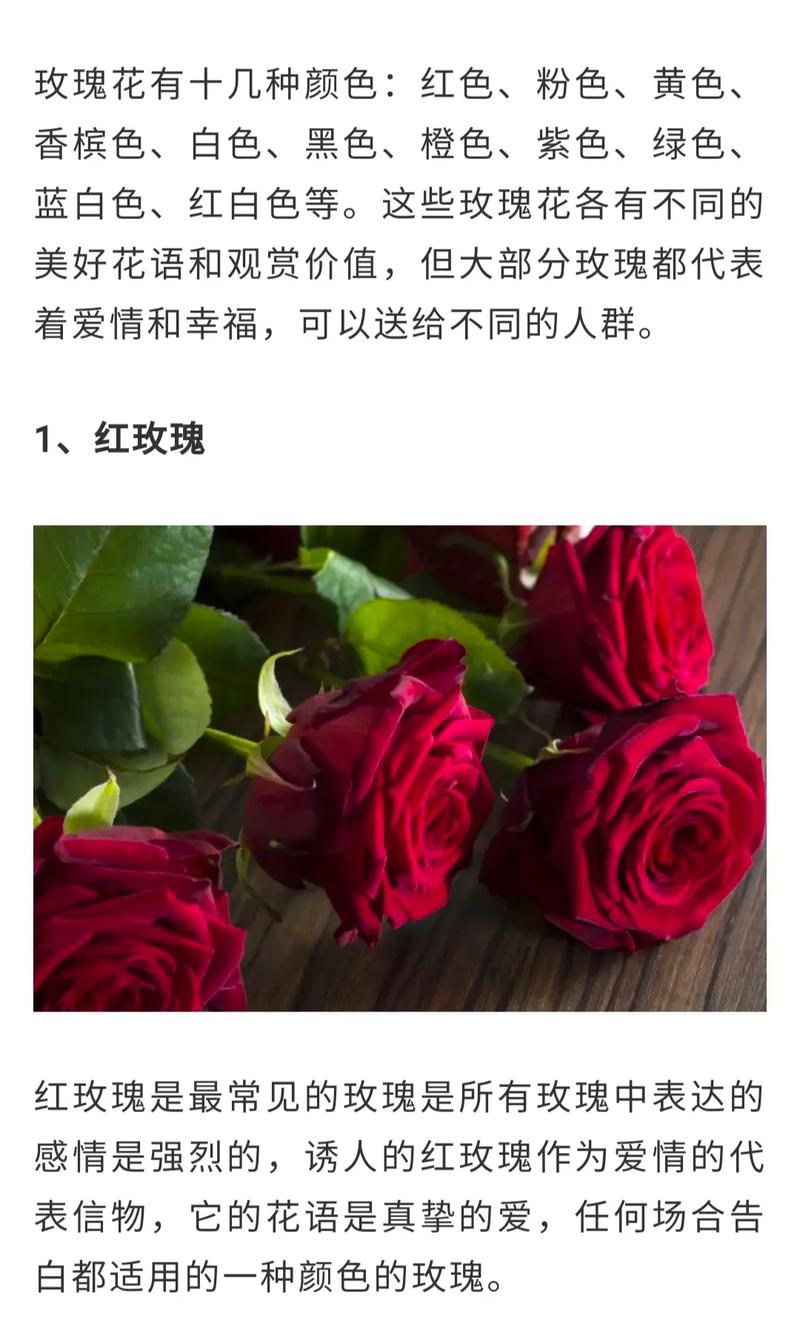 9朵红色鲜花寓意(9朵红玫瑰花代表的含义)-第1张图片-花花知道网 9朵红色鲜花寓意(9朵红玫瑰花代表的含义)-第1张图片-花花知道网