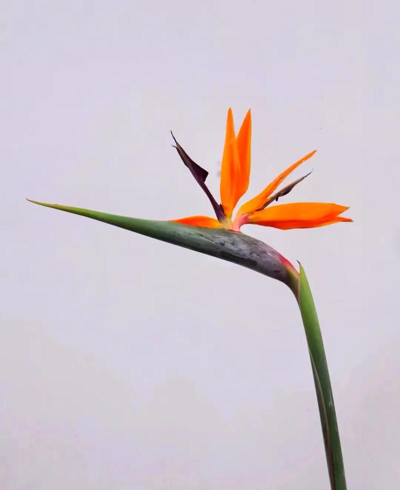 小鸟鲜花花语(小鸟鲜花花语是什么)-第7张图片-花花知道网 小鸟鲜花花语(小鸟鲜花花语是什么)-第7张图片-花花知道网