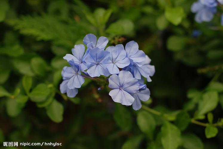 蓝色鲜花花语(蓝色鲜花都有什么品种)-第4张图片-花花知道网 蓝色鲜花花语(蓝色鲜花都有什么品种)-第4张图片-花花知道网