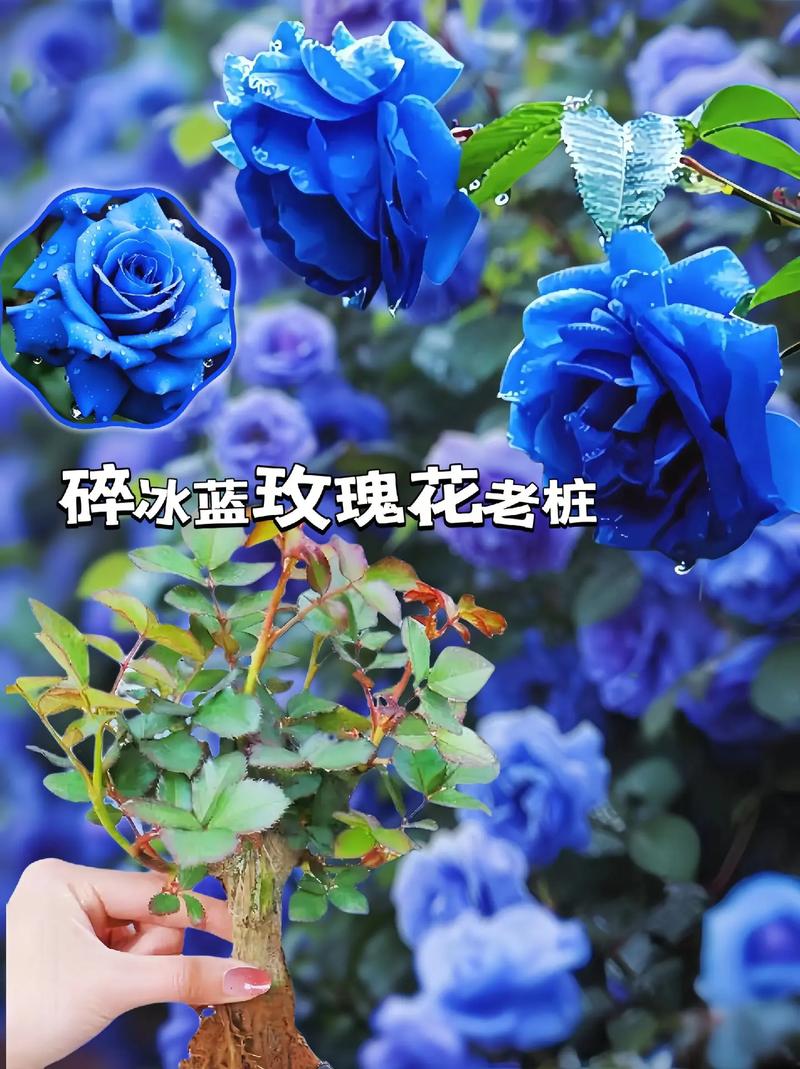 蓝色鲜花花语(蓝色鲜花都有什么品种)-第6张图片-花花知道网 蓝色鲜花花语(蓝色鲜花都有什么品种)-第6张图片-花花知道网