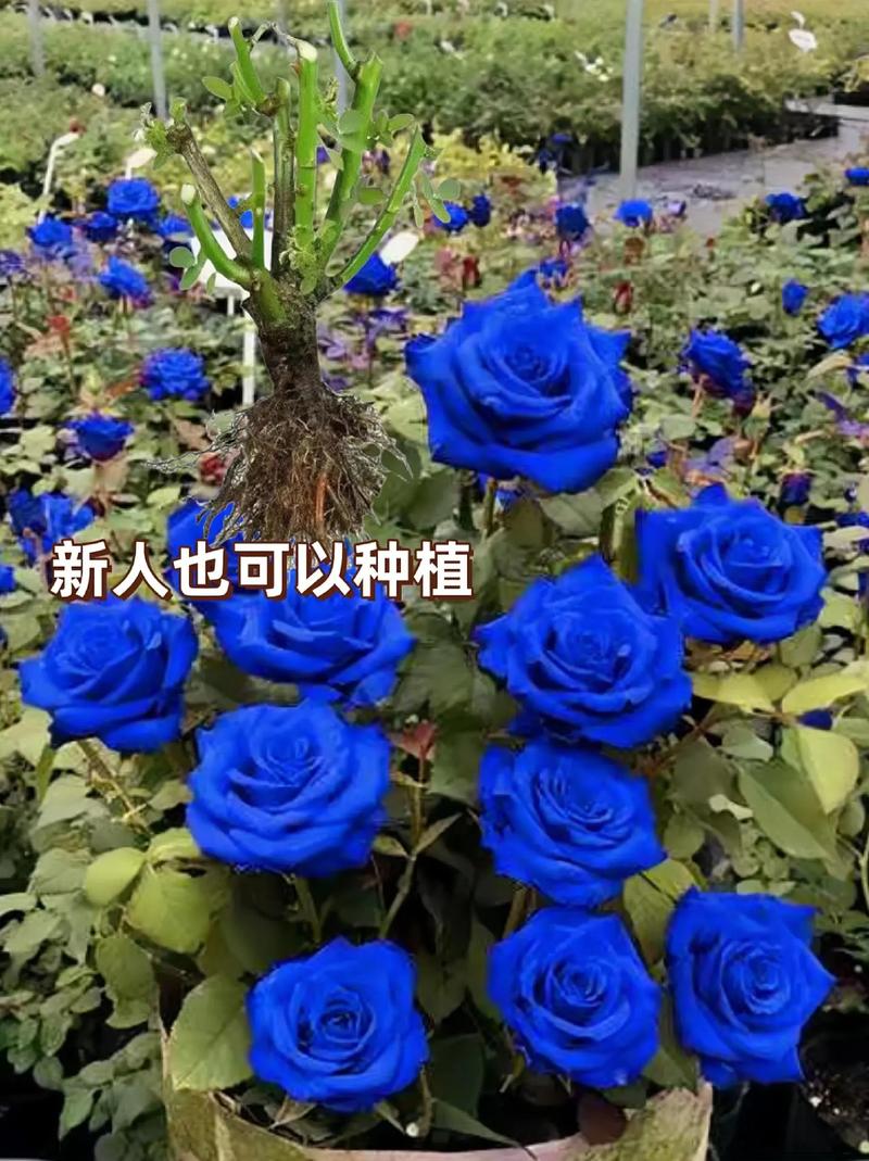 蓝色鲜花花语(蓝色鲜花都有什么品种)-第8张图片-花花知道网 蓝色鲜花花语(蓝色鲜花都有什么品种)-第8张图片-花花知道网