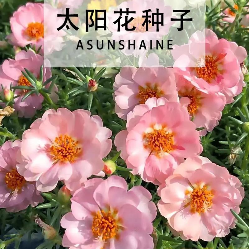 6朵向日葵鲜花的寓意是什么(6朵向日葵是暗示什么吗)-第2张图片-花花知道网 6朵向日葵鲜花的寓意是什么(6朵向日葵是暗示什么吗)-第2张图片-花花知道网