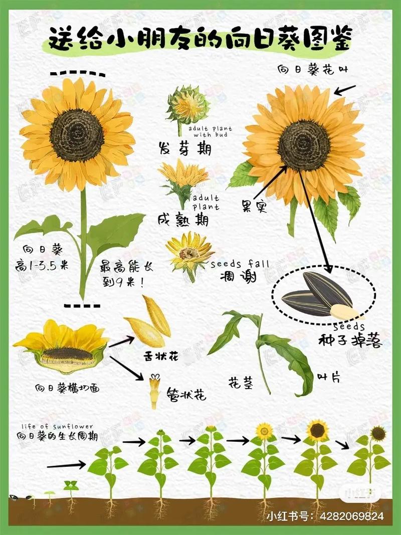 6朵向日葵鲜花的寓意是什么(6朵向日葵是暗示什么吗)-第4张图片-花花知道网 6朵向日葵鲜花的寓意是什么(6朵向日葵是暗示什么吗)-第4张图片-花花知道网