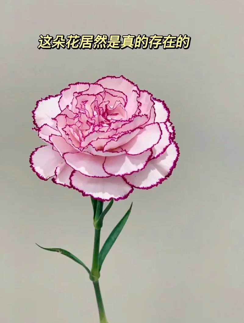 11朵鲜花大花束寓意什么(11朵鲜花大花束寓意什么意思)-第5张图片-花花知道网 11朵鲜花大花束寓意什么(11朵鲜花大花束寓意什么意思)-第5张图片-花花知道网