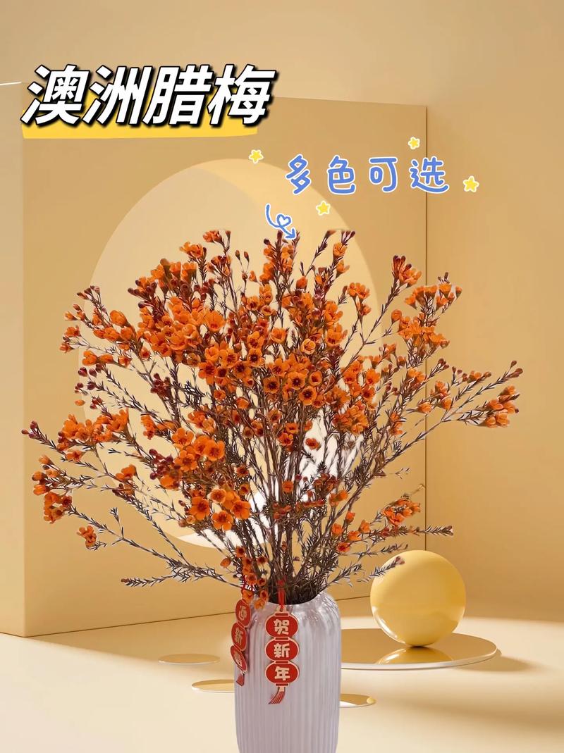 澳洲腊梅鲜花花语(澳洲腊梅花的寓意和象征)-第1张图片-花花知道网 澳洲腊梅鲜花花语(澳洲腊梅花的寓意和象征)-第1张图片-花花知道网