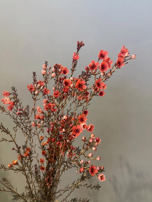 澳洲腊梅鲜花花语(澳洲腊梅花的寓意和象征)-第6张图片-花花知道网 澳洲腊梅鲜花花语(澳洲腊梅花的寓意和象征)-第6张图片-花花知道网