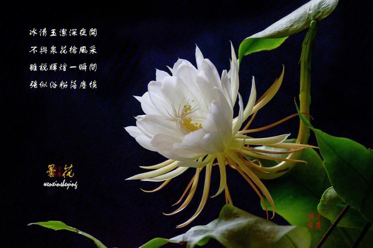 鲜花花语昙花寓意和象征(昙花花束)-第2张图片-花花知道网 鲜花花语昙花寓意和象征(昙花花束)-第2张图片-花花知道网
