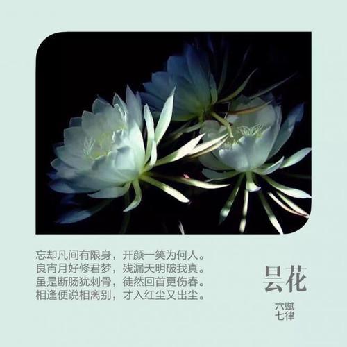 鲜花花语昙花寓意和象征(昙花花束)-第6张图片-花花知道网 鲜花花语昙花寓意和象征(昙花花束)-第6张图片-花花知道网