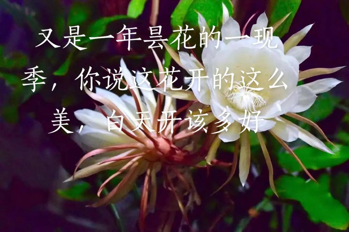 鲜花花语昙花寓意和象征(昙花花束)-第7张图片-花花知道网 鲜花花语昙花寓意和象征(昙花花束)-第7张图片-花花知道网