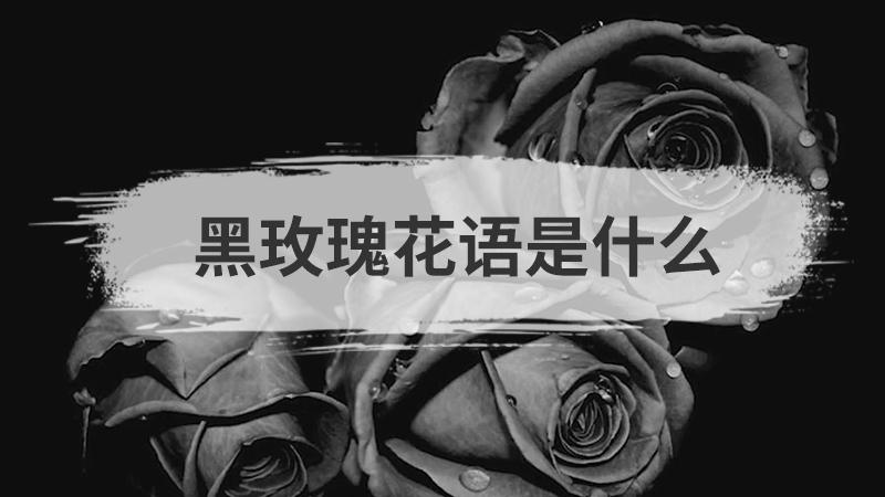 暗黑玫瑰鲜花花语(暗黑玫瑰鲜花花语是什么)-第1张图片-花花知道网 暗黑玫瑰鲜花花语(暗黑玫瑰鲜花花语是什么)-第1张图片-花花知道网
