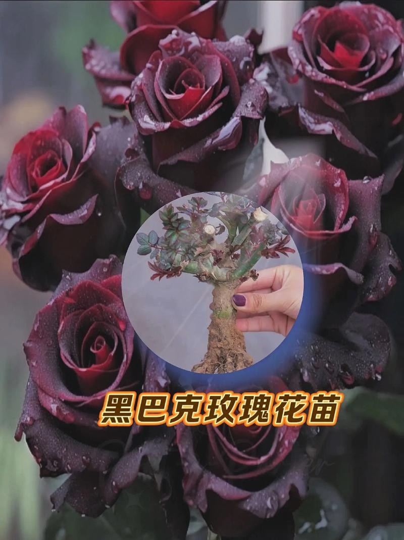 暗黑玫瑰鲜花花语(暗黑玫瑰鲜花花语是什么)-第2张图片-花花知道网 暗黑玫瑰鲜花花语(暗黑玫瑰鲜花花语是什么)-第2张图片-花花知道网