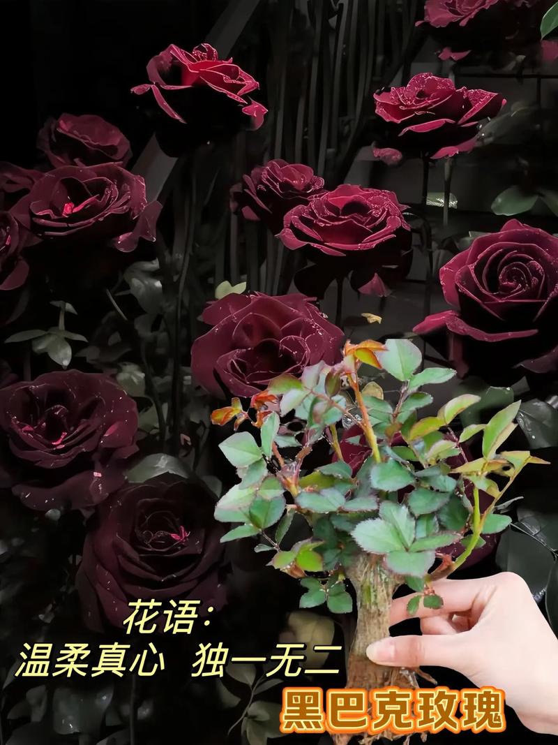 暗黑玫瑰鲜花花语(暗黑玫瑰鲜花花语是什么)-第6张图片-花花知道网 暗黑玫瑰鲜花花语(暗黑玫瑰鲜花花语是什么)-第6张图片-花花知道网
