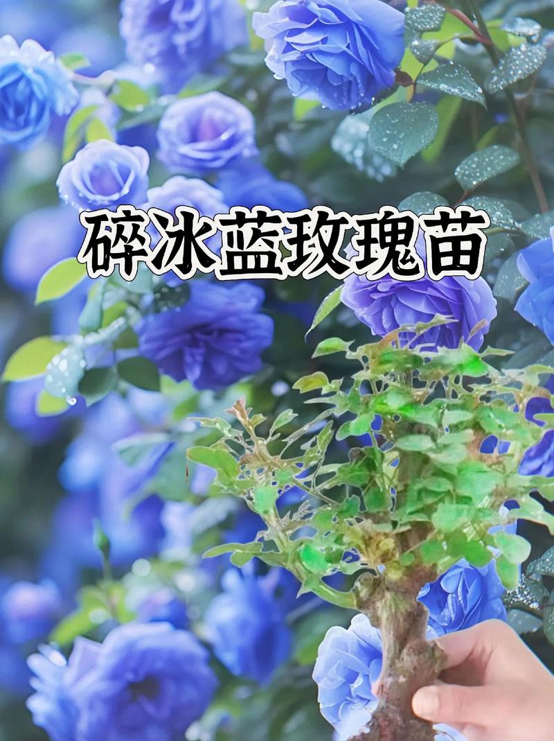 挚爱鲜花花语(挚爱是什么花的花语)-第2张图片-花花知道网 挚爱鲜花花语(挚爱是什么花的花语)-第2张图片-花花知道网