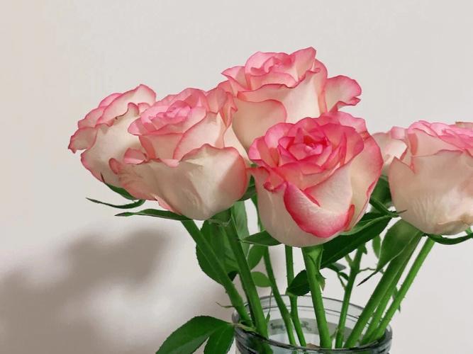 爱莎玫瑰鲜花花语是什么(爱莎玫瑰花的寓意)-第5张图片-花花知道网 爱莎玫瑰鲜花花语是什么(爱莎玫瑰花的寓意)-第5张图片-花花知道网