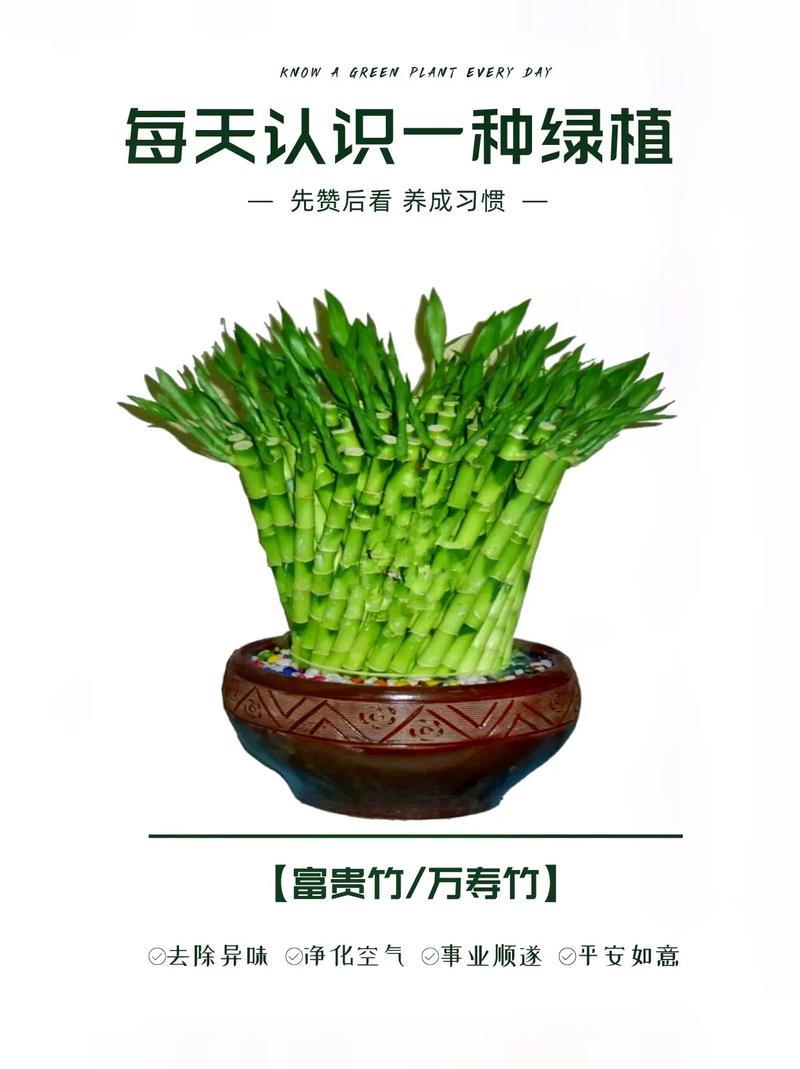 9枝鲜花寓意什么(九朵鲜花)-第4张图片-花花知道网 9枝鲜花寓意什么(九朵鲜花)-第4张图片-花花知道网