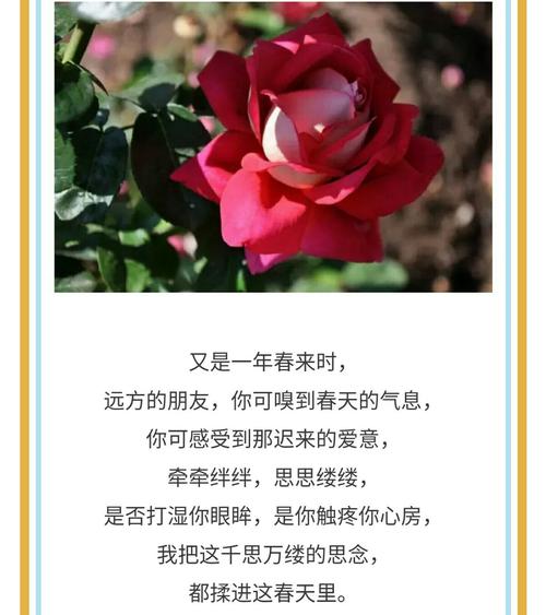远方的鲜花花语(什么花的花语是远方)-第2张图片-花花知道网 远方的鲜花花语(什么花的花语是远方)-第2张图片-花花知道网