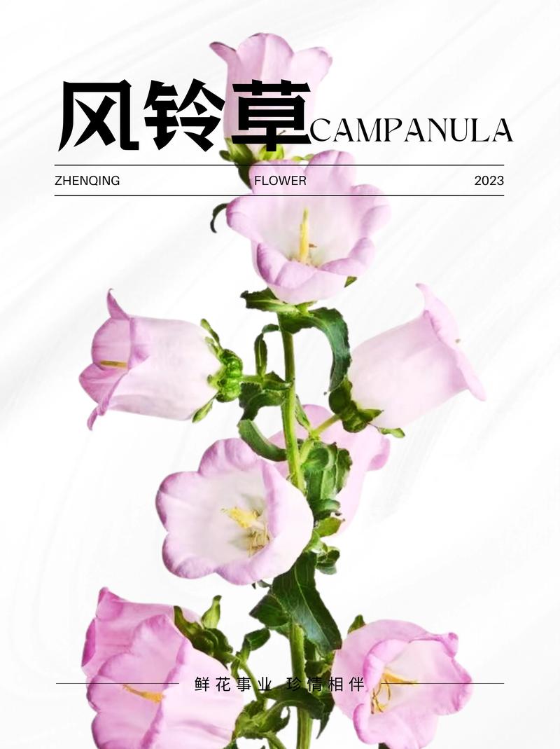 远方的鲜花花语(什么花的花语是远方)-第5张图片-花花知道网 远方的鲜花花语(什么花的花语是远方)-第5张图片-花花知道网