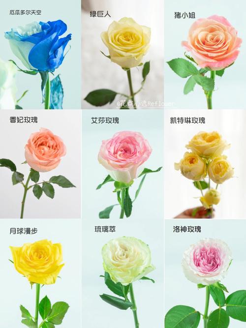 9朵鲜花的寓意是什么意思(花语9朵代表什么意思)-第3张图片-花花知道网 9朵鲜花的寓意是什么意思(花语9朵代表什么意思)-第3张图片-花花知道网