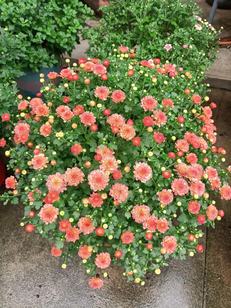 糖果鲜花花语(糖果花束花语)-第4张图片-花花知道网 糖果鲜花花语(糖果花束花语)-第4张图片-花花知道网