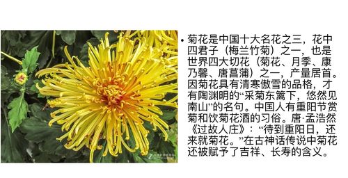 送花的讲究菊花(送菊花是否不好)-第6张图片-花花知道网 送花的讲究菊花(送菊花是否不好)-第6张图片-花花知道网