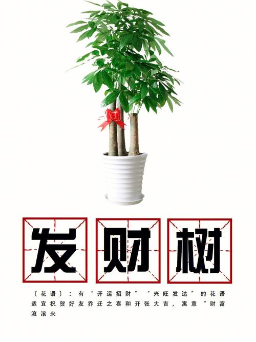 招财的鲜花花语(招财的鲜花花语有哪些)-第1张图片-花花知道网 招财的鲜花花语(招财的鲜花花语有哪些)-第1张图片-花花知道网
