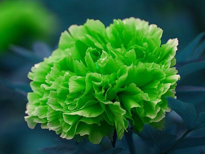 招财的鲜花花语(招财的鲜花花语有哪些)-第5张图片-花花知道网 招财的鲜花花语(招财的鲜花花语有哪些)-第5张图片-花花知道网