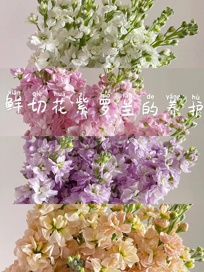 紫罗兰鲜花花语和寓意是什么(紫罗兰鲜花花语及图片)-第1张图片-花花知道网 紫罗兰鲜花花语和寓意是什么(紫罗兰鲜花花语及图片)-第1张图片-花花知道网