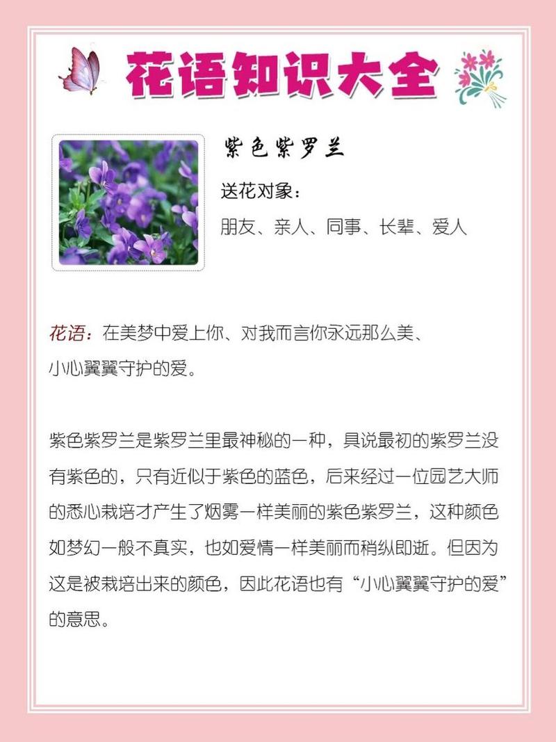 紫罗兰鲜花花语和寓意是什么(紫罗兰鲜花花语及图片)-第4张图片-花花知道网 紫罗兰鲜花花语和寓意是什么(紫罗兰鲜花花语及图片)-第4张图片-花花知道网