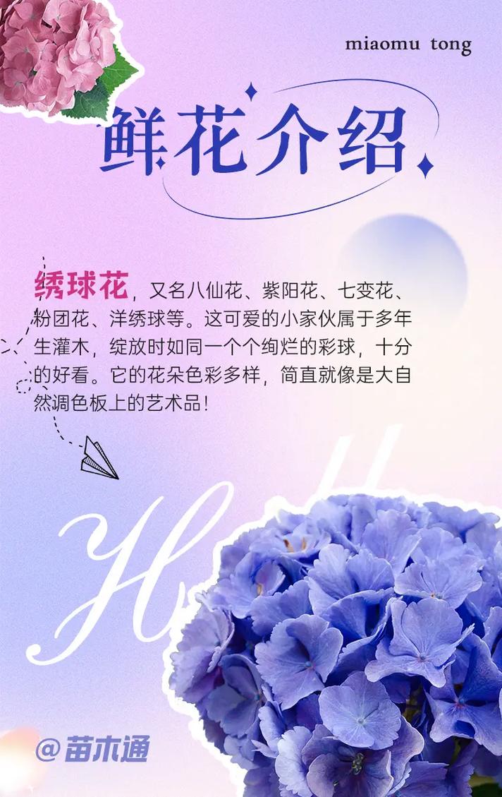 圆形礼盒鲜花花语大全集(圆形礼盒包装展开图)-第1张图片-花花知道网 圆形礼盒鲜花花语大全集(圆形礼盒包装展开图)-第1张图片-花花知道网