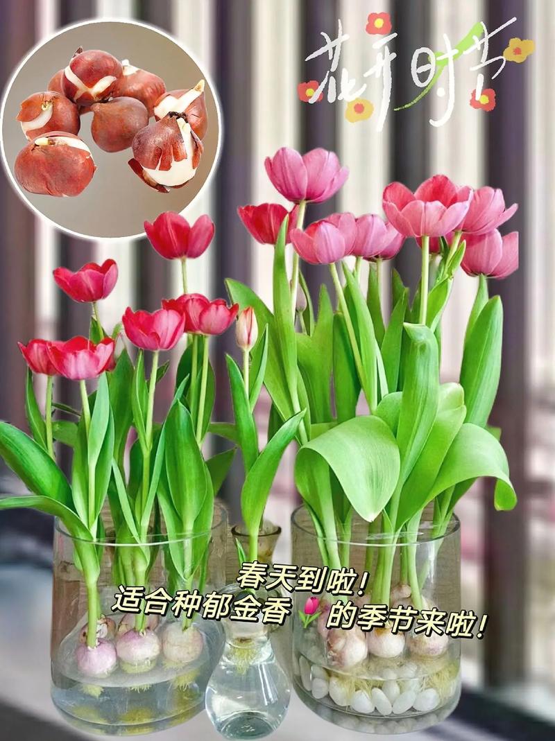 圆形礼盒鲜花花语大全集(圆形礼盒包装展开图)-第3张图片-花花知道网 圆形礼盒鲜花花语大全集(圆形礼盒包装展开图)-第3张图片-花花知道网