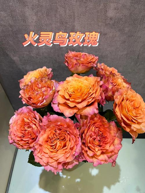 火灵鸟鲜花花语(火灵鸟花期)-第1张图片-花花知道网 火灵鸟鲜花花语(火灵鸟花期)-第1张图片-花花知道网