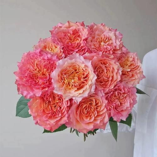 火灵鸟鲜花花语(火灵鸟花期)-第2张图片-花花知道网 火灵鸟鲜花花语(火灵鸟花期)-第2张图片-花花知道网