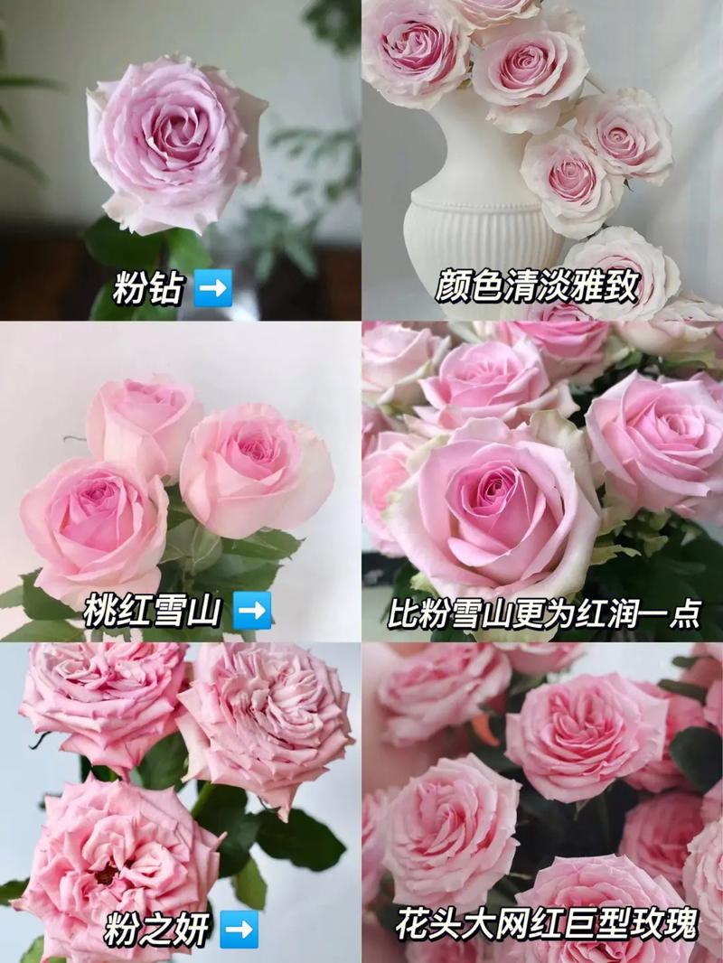 粉荔枝鲜花花语的简单介绍-第3张图片-花花知道网 粉荔枝鲜花花语的简单介绍-第3张图片-花花知道网