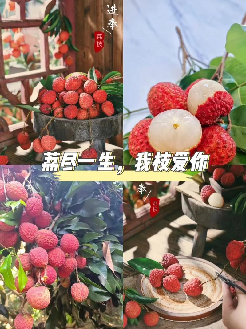 粉荔枝鲜花花语的简单介绍-第4张图片-花花知道网 粉荔枝鲜花花语的简单介绍-第4张图片-花花知道网