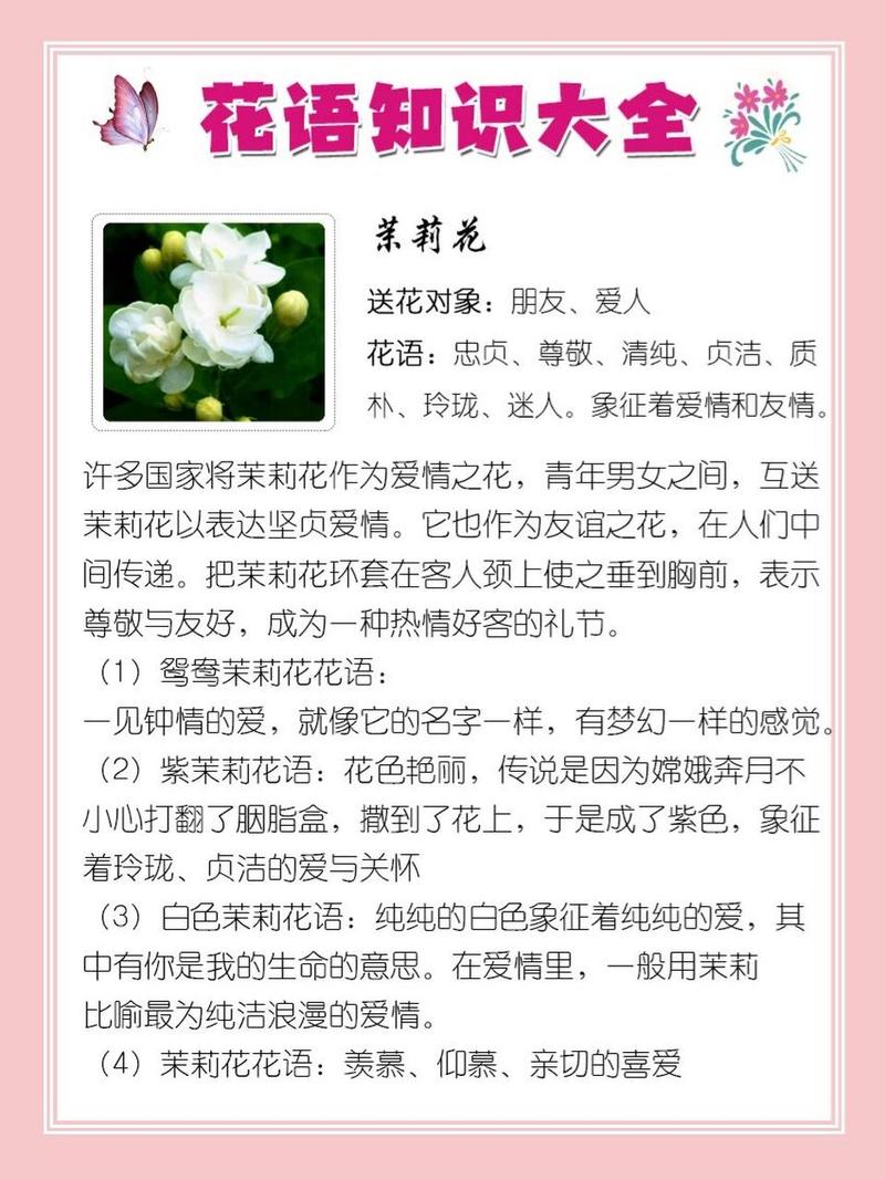 茉莉花鲜花花束花语(茉莉花束含义)-第5张图片-花花知道网 茉莉花鲜花花束花语(茉莉花束含义)-第5张图片-花花知道网