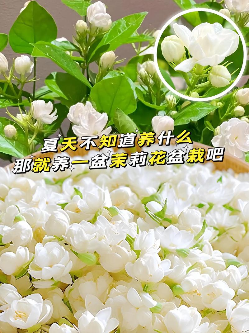 茉莉花鲜花花束花语(茉莉花束含义)-第8张图片-花花知道网 茉莉花鲜花花束花语(茉莉花束含义)-第8张图片-花花知道网