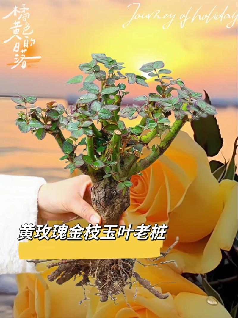 生日鲜花花束9支花语和寓意(生日花束鲜花图片 时尚)-第2张图片-花花知道网 生日鲜花花束9支花语和寓意(生日花束鲜花图片 时尚)-第2张图片-花花知道网